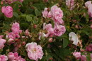 Rosa Damascena